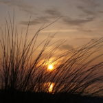 Dünengras am Ostsee Strand